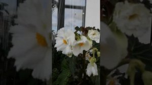 Бегония Фимбриата белая