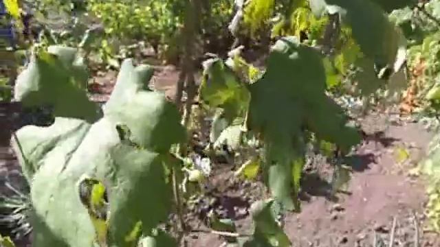 Граф Монте Кристо 3 смотреть онлайн