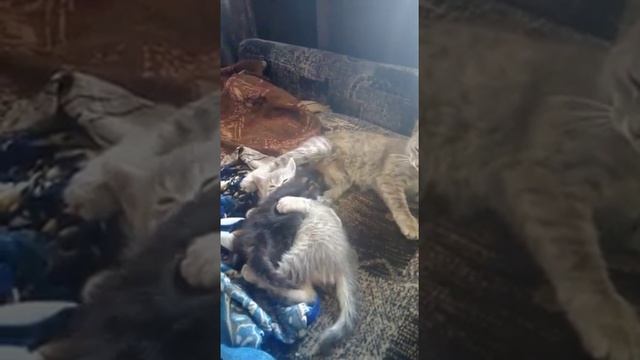 Кошка(принимает чужого котенка)вот так бывает))) смотреть онлайн
