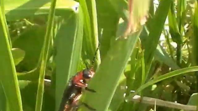 Panasonic SDR-S50 Macro Test смотреть онлайн