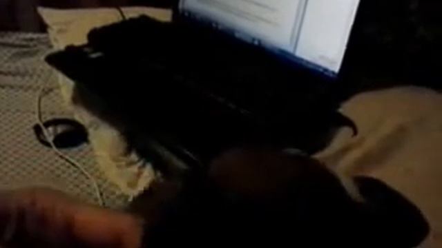 Щенок и котёнок смотреть онлайн