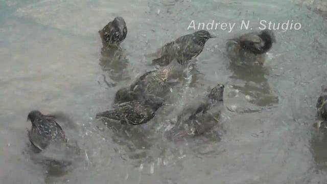 starlings in a puddle (скворцы в луже) смотреть онлайн