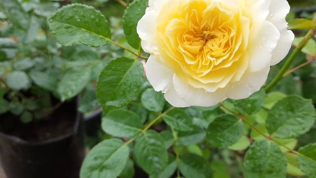 Розы Буке Парфе, Д.С.Ж.Борегар,Ангела и Нельсон Монфор ждут очереди на посадку??? смотреть онлайн