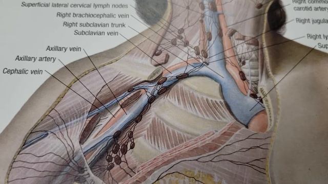Chiropractic Adjustments and the Lymph Nodes in the Neck смотреть онлайн