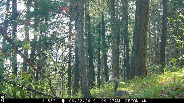 BRT 6-29-19