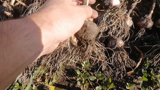 Уборка чеснока. Первая выкопка порадовала. Сорт Харьковский Фиолетовый. V.№11! смотреть онлайн
