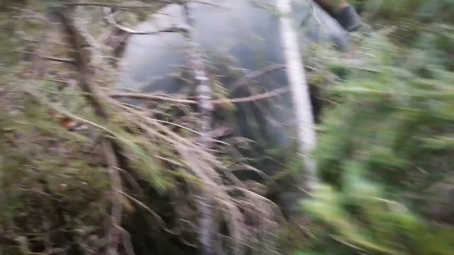 За 30 минут 2 ведра груздей. Их много. Успевай собирай. смотреть онлайн