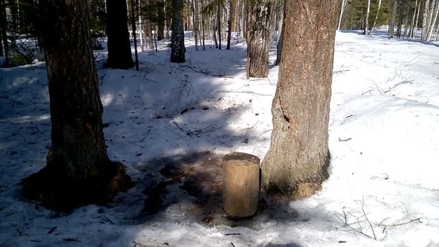 МЕДВЕЖЬИ СЛЕДЫ???? Прогулка по лесу.Нижний Тагил смотреть онлайн