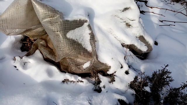 Лаванда. Испытания зимой. 10.02.2023г. смотреть онлайн