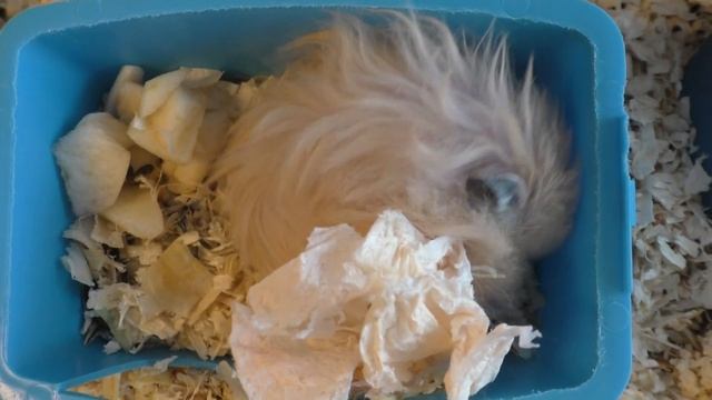 Сколько живут сирийские хомячки? ХОМКИ. смотреть онлайн