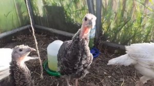 Бронзовые и белые широкогрудые индюшата 2 месяца