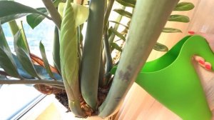 ЗАМИОКУЛЬКАС. ЦВЕТЕНИЕ И УСЛОВИЯ ДЛЯ РОСТА ЗАМИОКУЛЬКАСА