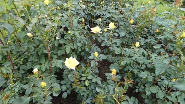 Gelbe Teehybride Golden Monica, Evers 1988 Roseraie – Rosen Garten Pitten Rosarium Nö. – Lumix FZ82 смотреть онлайн