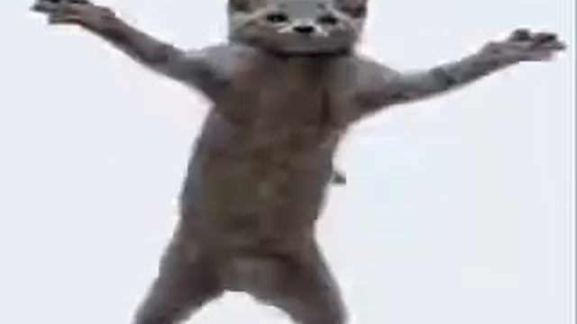 Кот танцует под танец хомяка смотреть онлайн