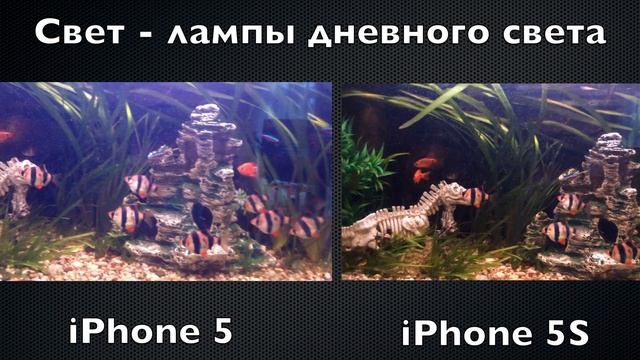 IPhone 5S и IPhone 5 - сравнение камеры
