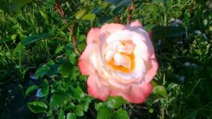 Роза сорт Летиция каста.