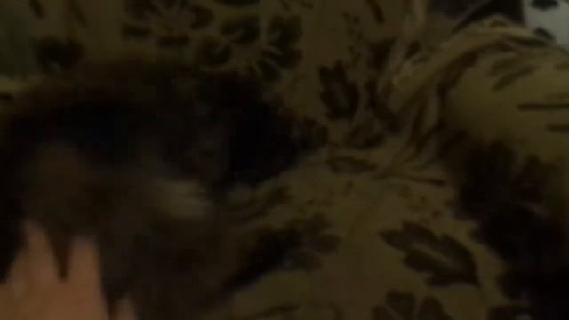 Кошка разговаривает-соскучилась)высунула язык) смотреть онлайн