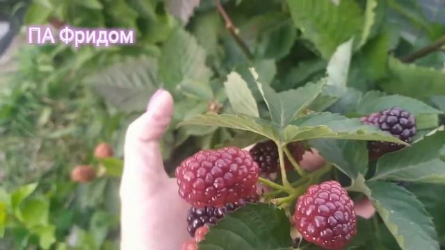 Сорт ежевики ПА Фридом смотреть онлайн