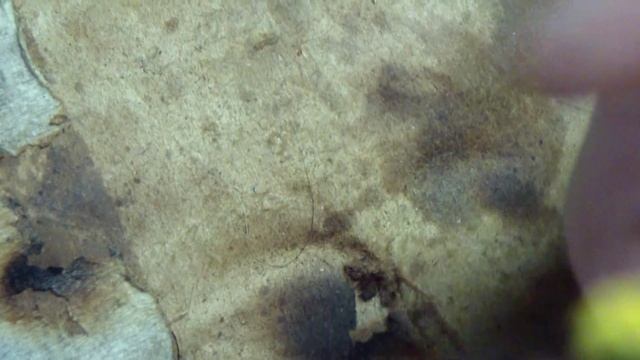 Делаем джека из тюльпана смотреть онлайн