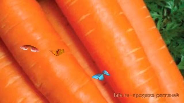 Морковь обыкновенный Балтимор F1 (baltimor f1) ? обзор: как сажать, семена моркови Балтимор F1 смотреть онлайн