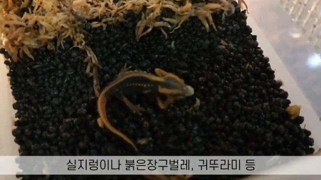 엠페러 뉴트와 히말라야 뉴트 테트라 렙토민 베이비 순치! Emperor&Himalayan Newt + Tetra ReptoMin Baby смотреть онлайн
