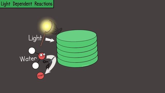 Photosynthesis (UPDATED) смотреть онлайн