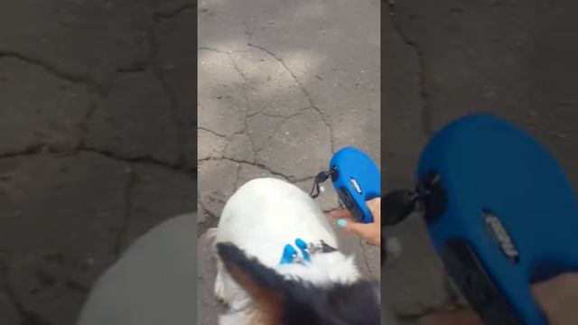 Мой папильон Лапа 7 месяцев смотреть онлайн