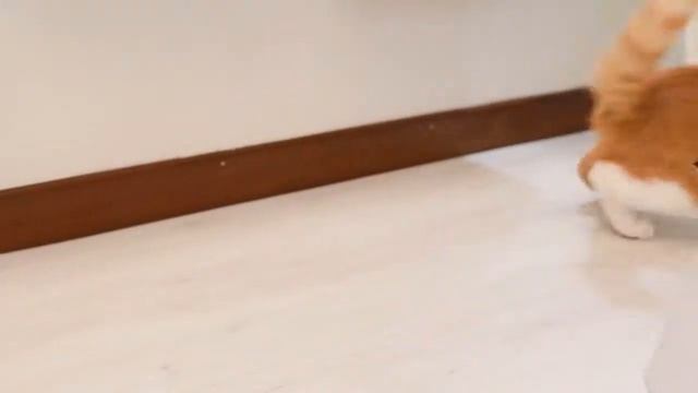 Cat Laser Toy Phantom: your cat won't stop playing смотреть онлайн
