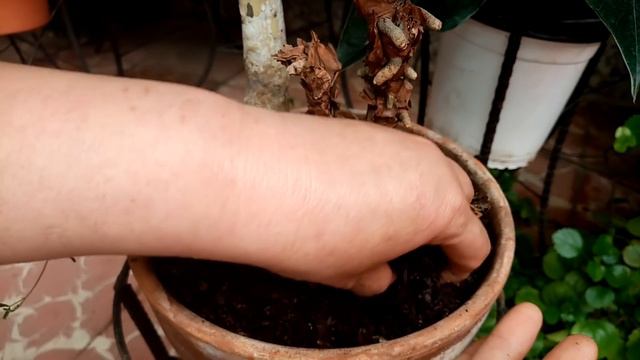 Resultado de Cultivo de Anturio en Aserrín o Viruta смотреть онлайн