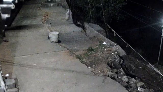 Собака Наступила На Огромного Питона смотреть онлайн