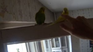 Волнистые попугаи. Один зеленый и два желтых.