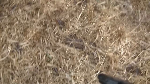 Большая охота на медведя 2023 смотреть онлайн