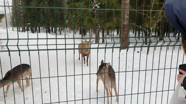 БЕМБИ / МУФЛОНЫ / ОЛЕНИ / АРТ-УСАДЬБА ВЕРЕТЬЕВО / ТАЛДОМ смотреть онлайн