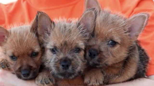 норвич терьеру Грегору смотреть онлайн