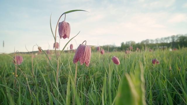 Kungsängsliljan - Fritillaria meleagris смотреть онлайн
