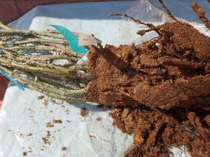 ПОСАДКА РОЗ. Ответы на вопросы, начинающим.