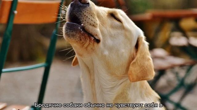 Как приучить щенка спать ночью на своем месте одному смотреть онлайн