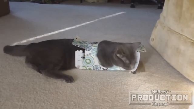 Cats love boxes – Funny cat compilation смотреть онлайн