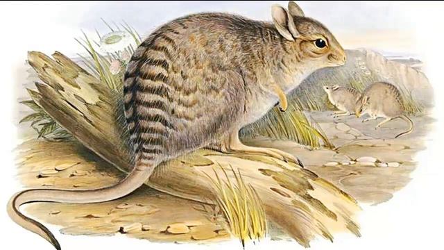 ПОЛОСАТЫЙ КЕНГУРУ - Австралийский ночной заяц смотреть онлайн