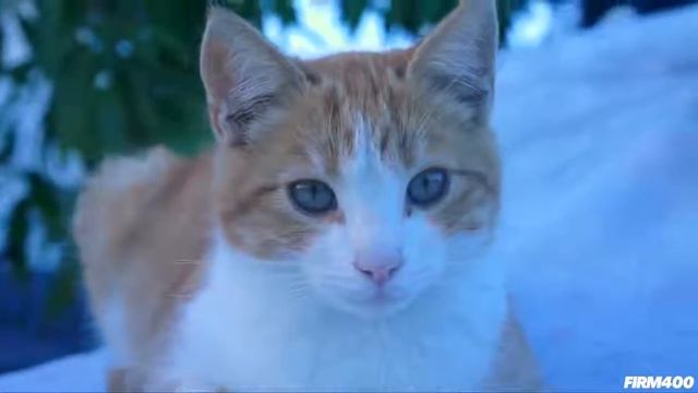 SONY NEX-7 CINEMATIC TEST SHOOT WITH MY CAT смотреть онлайн