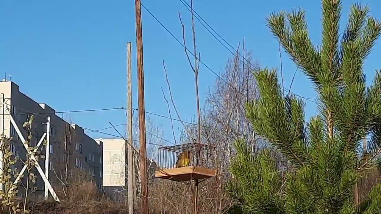 Песня гибридов. 2.5.2022 год. смотреть онлайн