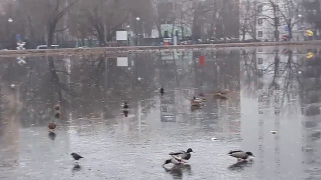 Утки на льду смотреть онлайн