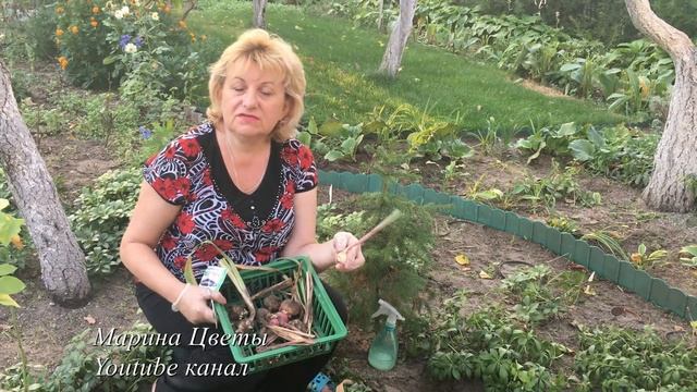 ГЛАДИОЛУСЫ . ВЫКАПЫВАЕМ И ГОТОВИМ К ЗИМОВКЕ смотреть онлайн