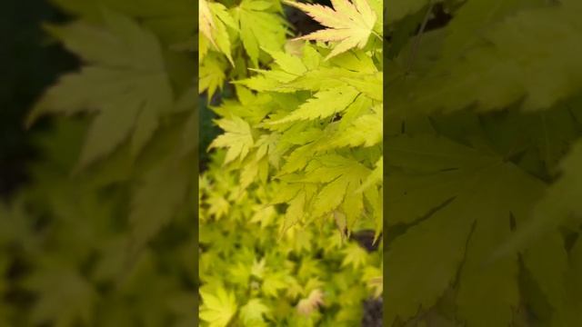 ACER PALMATUM “ORANGE DREAM” ВЕСНОЙ #acer #клен #клён смотреть онлайн