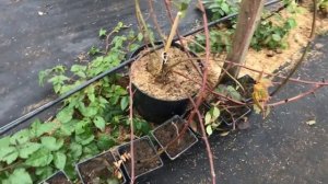 Ежевика сорт Натчез - однолетний куст в контейнере