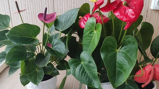 Антуриум, Пересадка во время Цветения смотреть онлайн