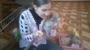 - Мишка, или Лисичка ? Определяем тип щенка шпица