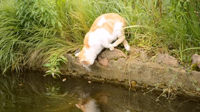 Кот на рыбалке. Добыча поймана и продегустирована. смотреть онлайн