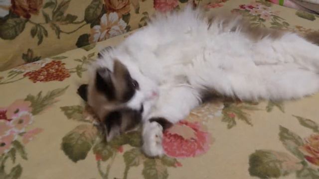 Очень ласковая кошка смотреть онлайн