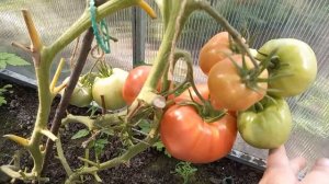 Томат Сызранка, знаменитые сызранские помидоры, которые никого не оставят равнодушным